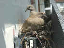stoopid-bird8.jpg (149474 bytes)